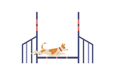 Jack Russell terrier training on agility field flat vector illustration. dog jumping barrier. isolated.のイラスト素材