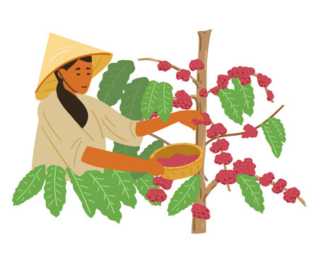 Asian Woman In Traditional Vietnamese Conical Straw Hat Harvesting Coffee Beans. Vietnam Coffee Plantation. Flat Vector Illustration.のイラスト素材