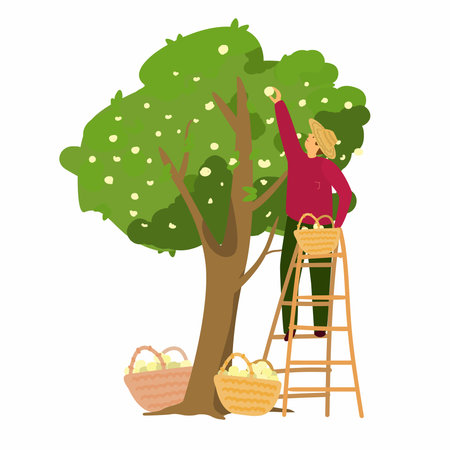 Vector illustration of gardener in straw hat collecting apples from apple tree. Man standing on a ladder with a basket of apples. Eat local concept. eco products. flat style.のイラスト素材