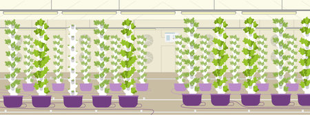 Vertical farm flat vector illustration. Greenhouse with aeroponic towers for crop production.のイラスト素材