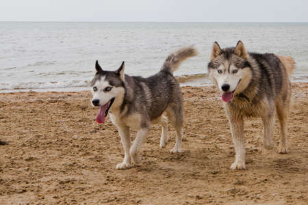 Couple of husky dogs playing on sand seaside with sea, sky and city backgroundの写真素材
