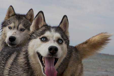 Couple of husky dogs playing on sand seaside with sea, sky and city backgroundの写真素材