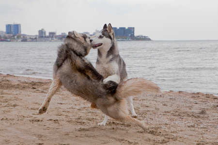 Couple of husky dogs playing and dancing on sand seaside with sea and sky backgroundの写真素材