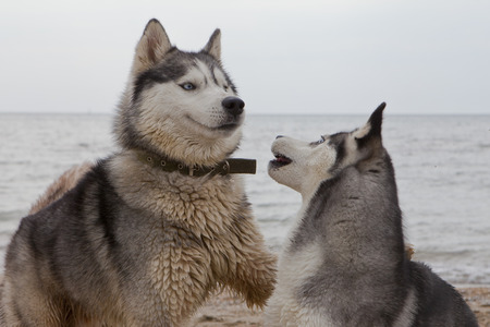 Couple of husky dogs kissing on sand seaside with sea and sky backgroundの写真素材