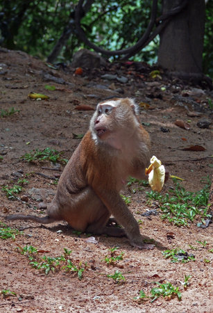 The pig-tailed macaque eats banana in Thailand jungle. Close-up