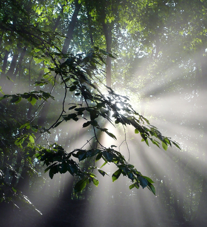 Sun rays shining through the green leaves of a beech branch in the forest. Bright summerの写真素材
