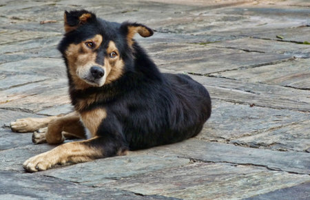 Phot of a brown and black colored dog sitting on a stone courtyardの写真素材
