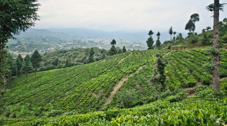 Tea Plantation in Champawat, India.の写真素材