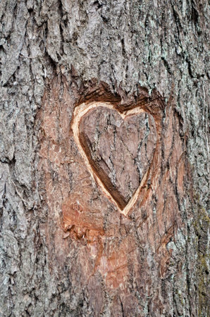 A photo of a Heart carving on a pine tree trunk.の写真素材