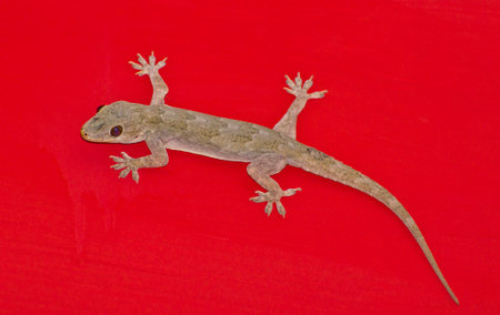 Photo of a common house lizard with red backgroundの写真素材
