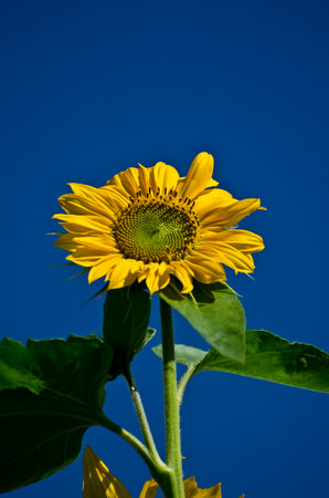 Sunflower on blue sky background. Sunflower blooming in the garden.の写真素材