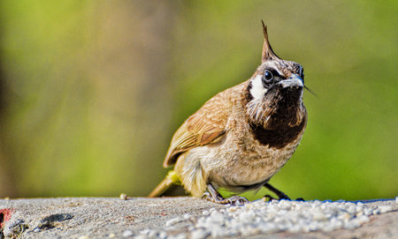 Close up photo of a Yellow-vented bulbul sitting on a wall with green blurred backgroundの写真素材