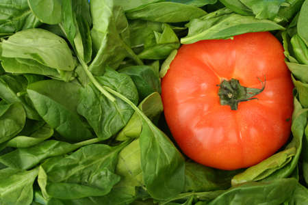  leaf spinach and a tomatoの写真素材