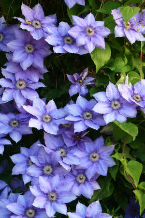 beautiful bush of the blue clematisの写真素材