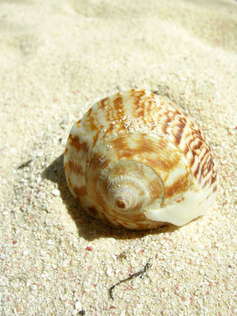 closeup of a shell in the sand on a tropical beach                         