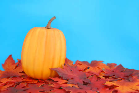 golden leafs and pumpkin with blue sky backgroundの写真素材