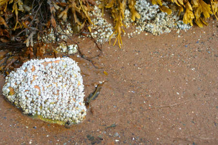 ocean barnacles on a rock in the atlantic with seaweed in the backgroundの写真素材