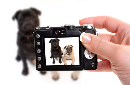 Black and Fawn colored Pugs posing for the camera on a white background focus on black dog's face の写真素材