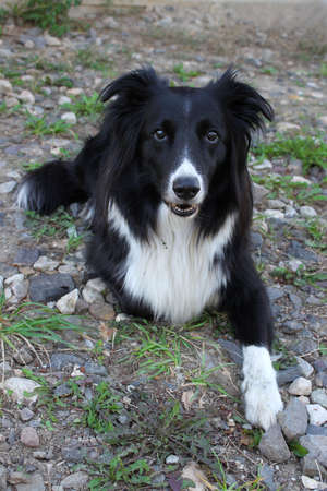 Black and white border collie sitting on nature backgroundの写真素材