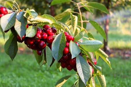 Branch full of cherries in an orchard in the Okanagan Valley in British Columbia Canada