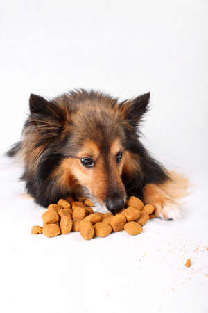 Small Sheltie or Shetland sheepdog eating the dogfood in front of him  (Not Isolated)の写真素材