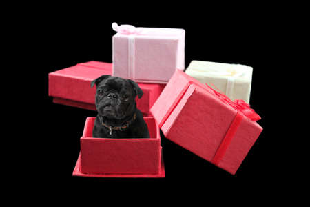 Black pug inside a red gift box with other presents piled behindの写真素材