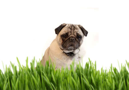 Fawn colored pug dog behind blurred grass with a white backgroundの写真素材