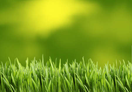 Green and yellow grass background great for scrapbookingの写真素材