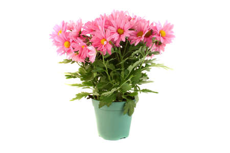 Pot of pink daisy flowers on a white background, a sign of springの写真素材