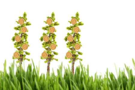  trees growing golden dollars  isolated on a white background with blurred grass foregroundの写真素材