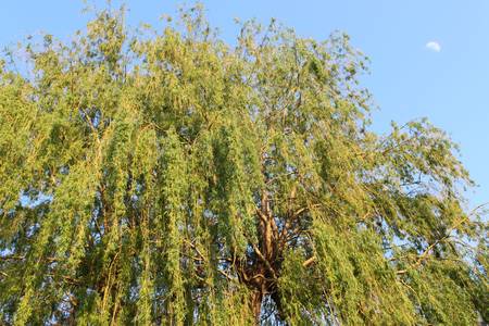 Weeping willow tree against blue skyの写真素材
