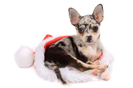 Cute little unique black spotted chihuahua with one blue eye and one brown laying inside a christmas santa hatの写真素材