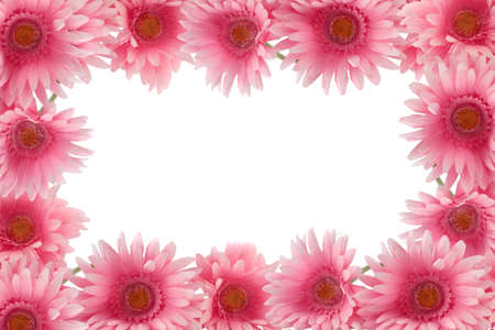 Pretty colorful gerber daisy border or  frame with spring colors on white backgroundの写真素材
