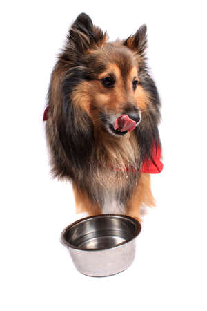 Shetland Sheepdod better known as a Sheltie  licking his lips with a silver water bowl in front の写真素材