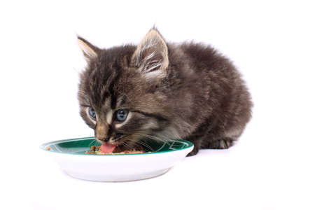 Small 7 week old furry grey striped  kitten with blue eyes eating soft cat food in a dish on a white backgroundの写真素材