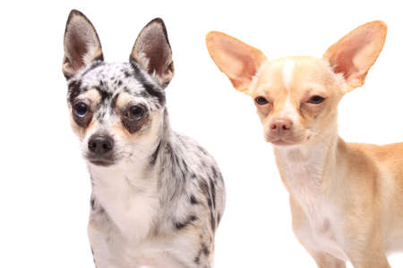 Two cute little chihuahua dogs portrait on a white backgroundの写真素材