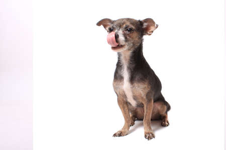 Cute little chihuahua dog with tongue licking his nose on a white backgroundの写真素材
