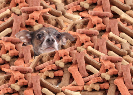 Little chihuahua buried in a large pile of dog bone treatsの写真素材