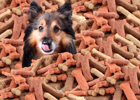 Sheltie peeking over large mound of  dog bone shaped treats or biscuits while licking his noseの写真素材
