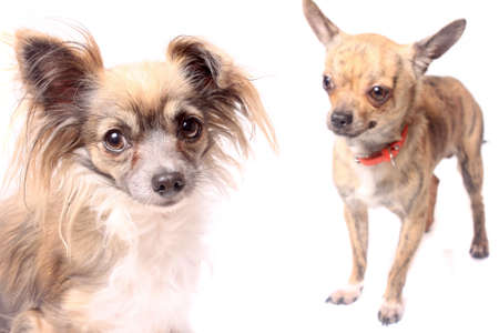 Cute Little Long Haired Chihuahua With One Ear Up And One Down And