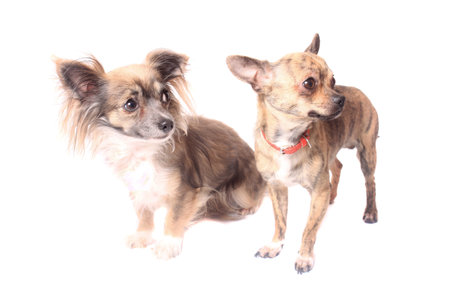 Two cute little chihuahua dogs on a white background looking to the side