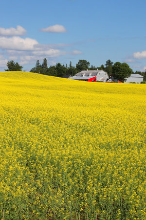 Rolling hills with bright yellow rapeseed plants and red barn in the background with blue sunny sky