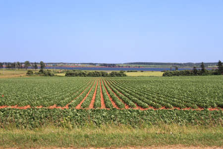 Potato field in the red sands of Prince Edward Island, Canada, with the sea  in the backgroundの写真素材