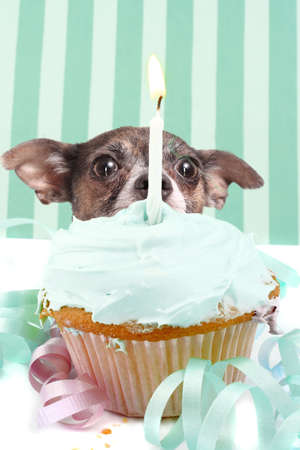 Little chihuahua hiding behind birthday cupcake with frosting and a candle surrounded by decorationsの写真素材