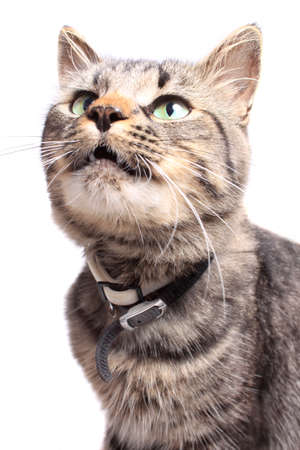 Maine Coon cat with green eyes looking up on a white backgroundの写真素材