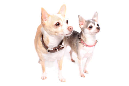 Two cute little beige and grey chihuahua dogs  on a white backgroundの写真素材