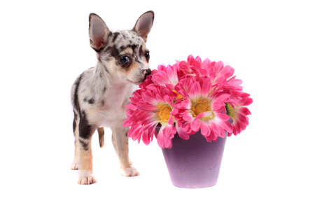 Cute little black spotted chihuahua smelling pink flowers on a white backgroundの写真素材