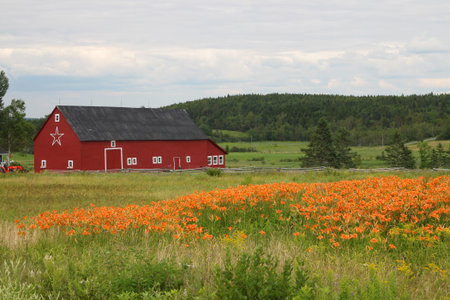 Rural farm and orange tiger lily flowers in the field in New Brunswick, Maritimes, Canadaのeditorial素材