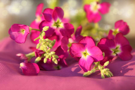 Pretty delicate, pink flowers laying on purple cloth material in the sunshine with shallow depth of field and bokeh effectの写真素材