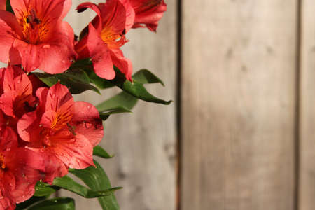 Pretty pink  Peruvian lilies or Lilies of the Incas border with wooden background with copyspaceの写真素材